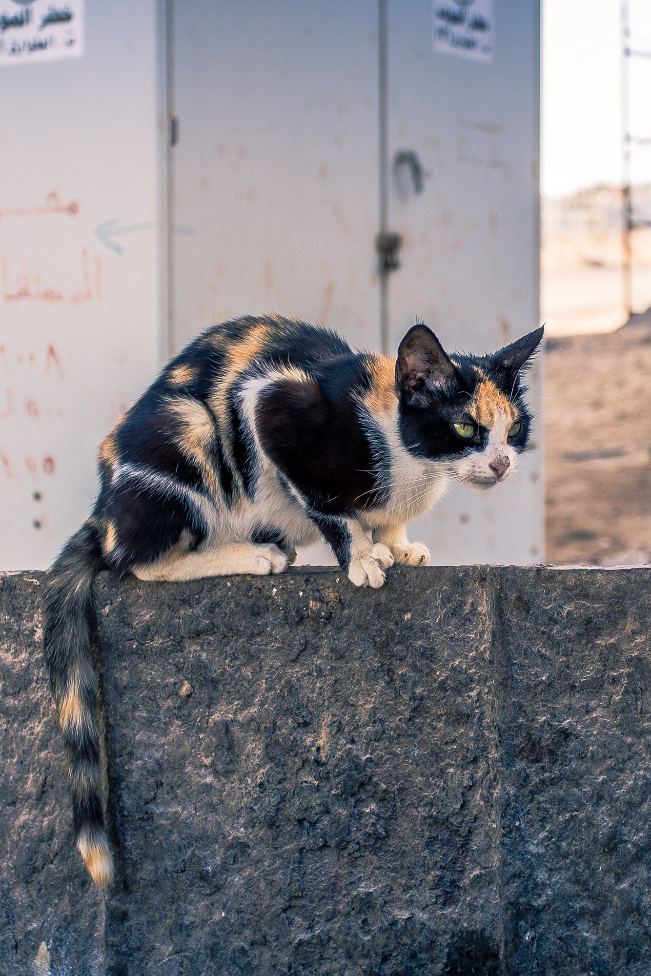 katt på sopcontainer tittar på något