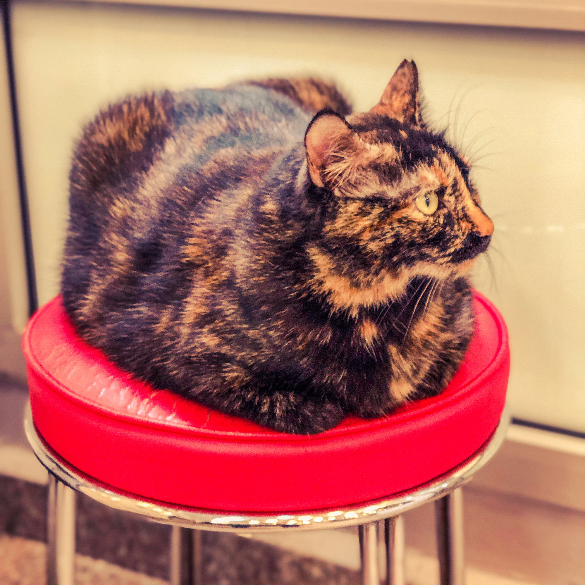 katt vilar på stol istanbul