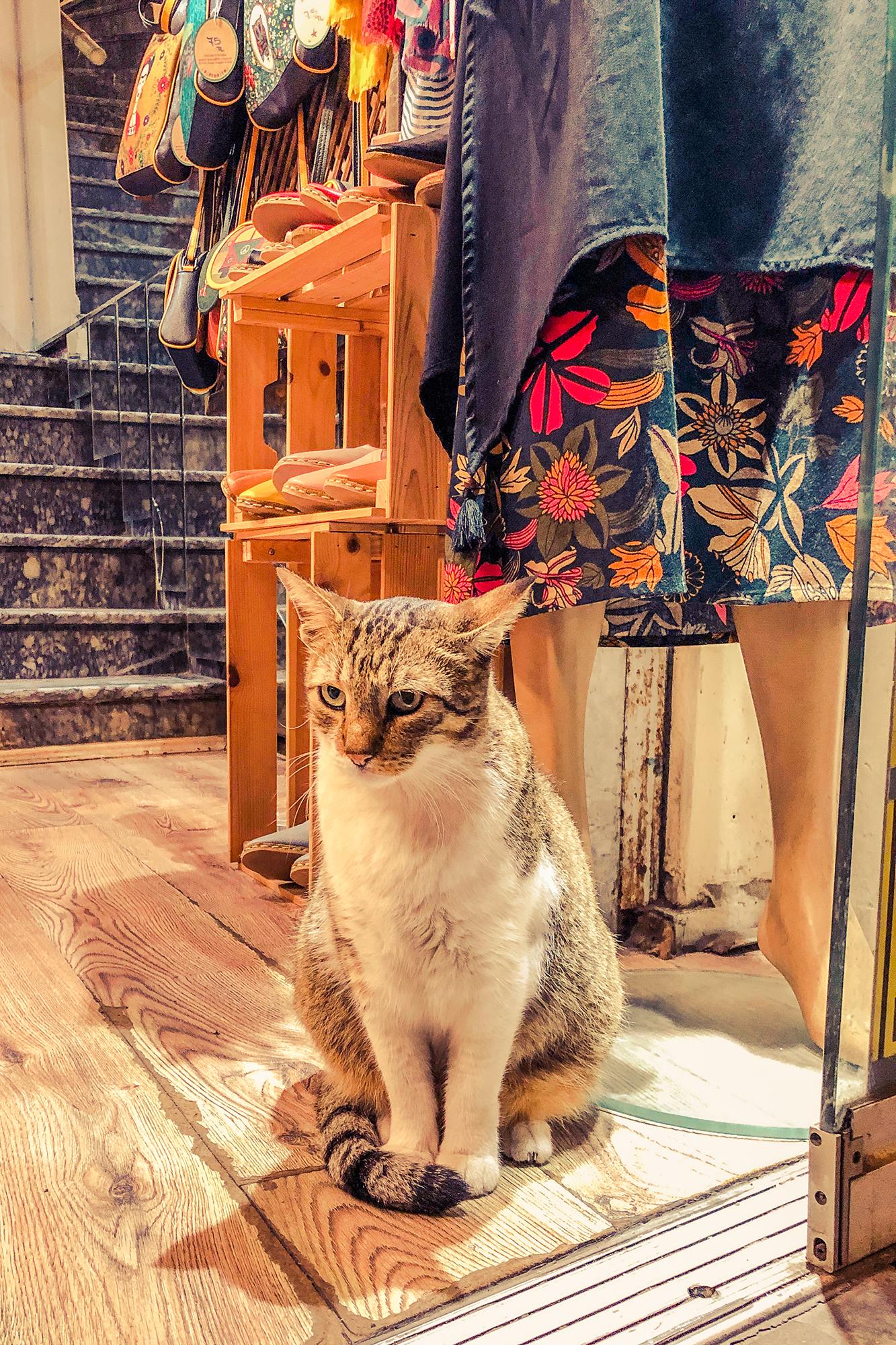katt sitter i ingång till butik istanbul