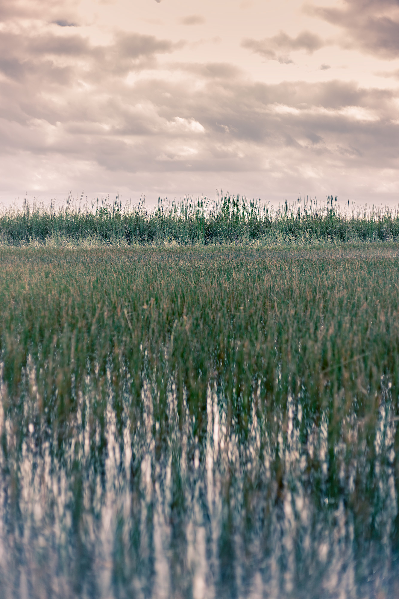 usa_miami_nature