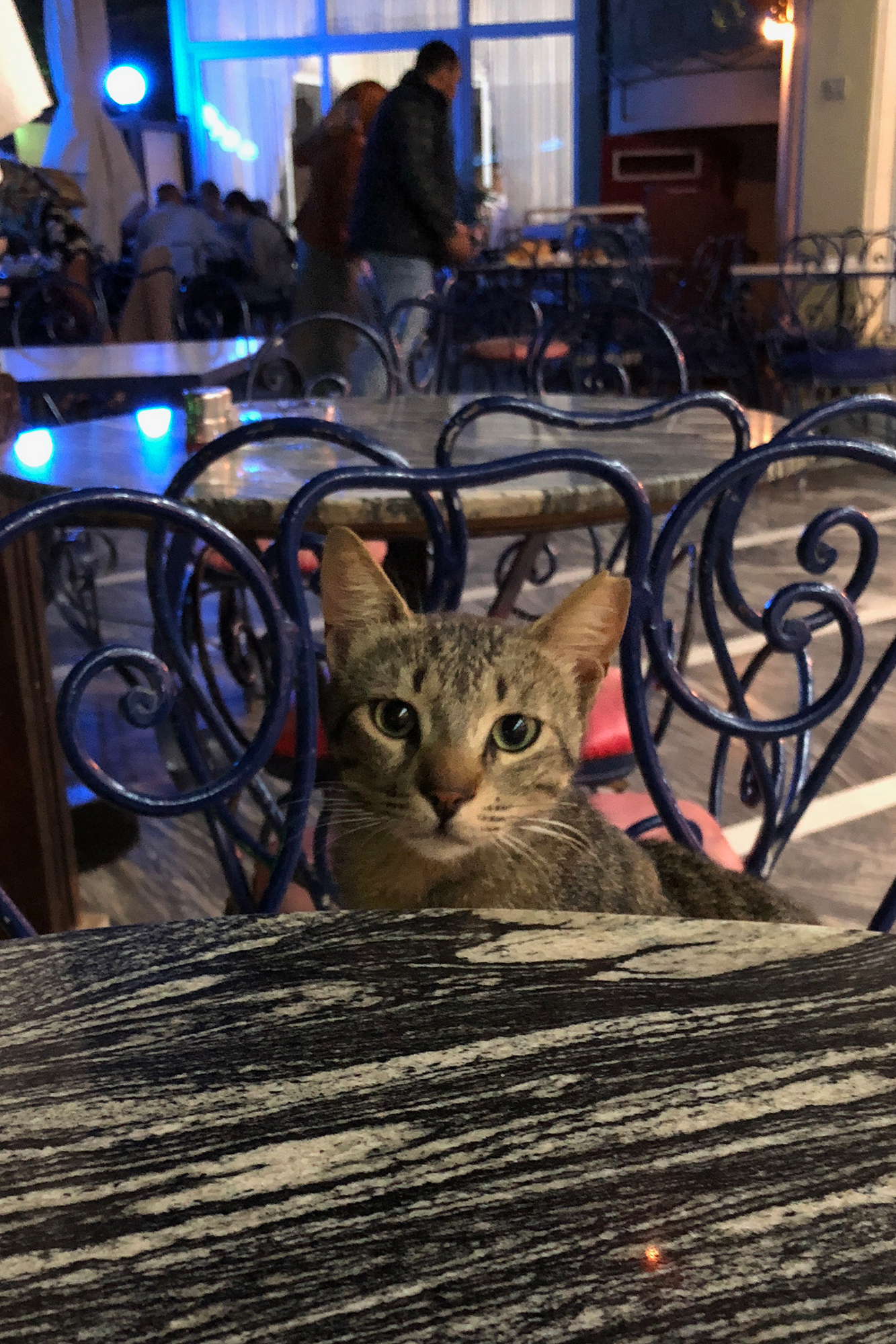 catsitting on the chair and looking at me like he's my dinner date