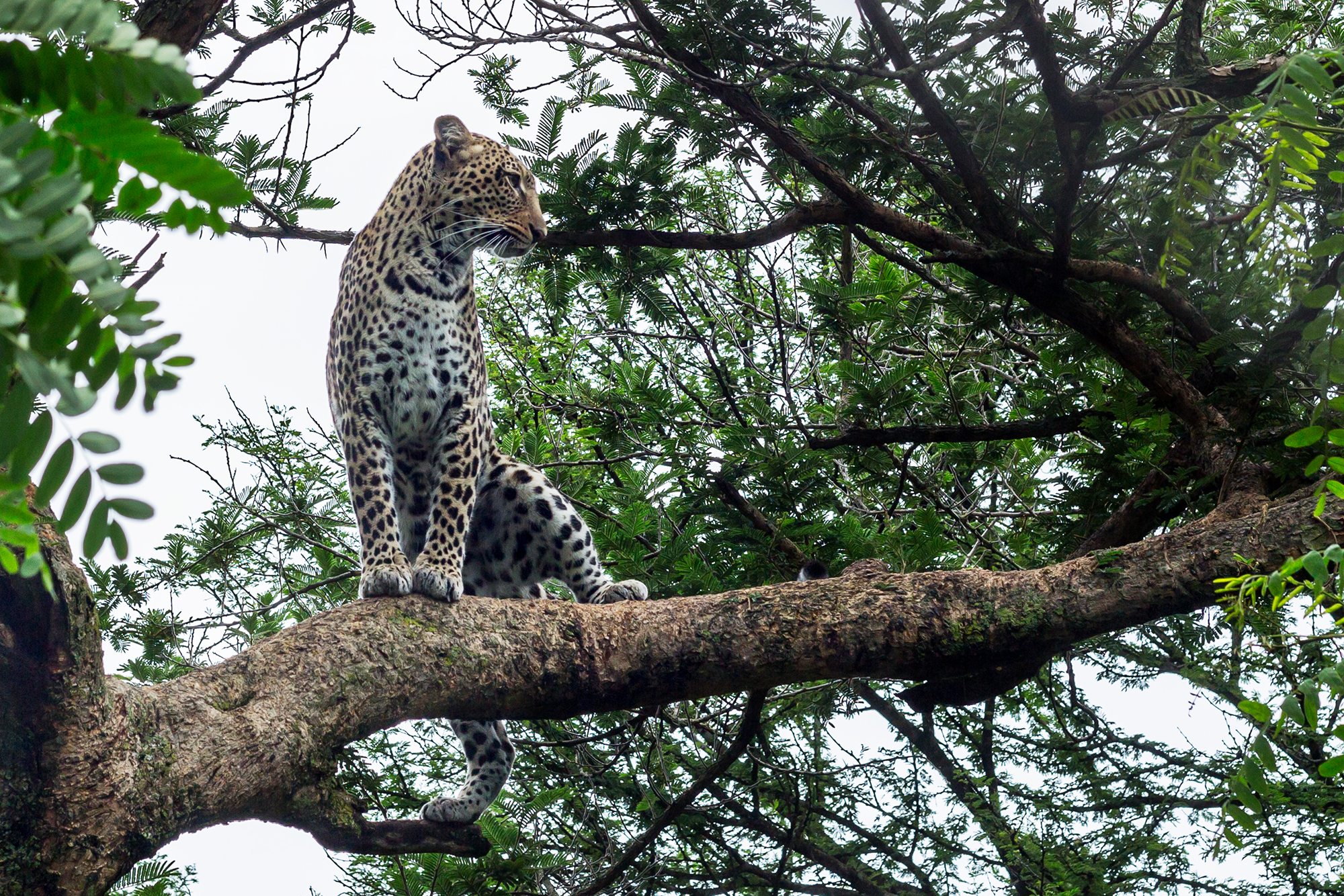 chirisa leopard in a tree chipangali animal sanctuary in zimbabwe