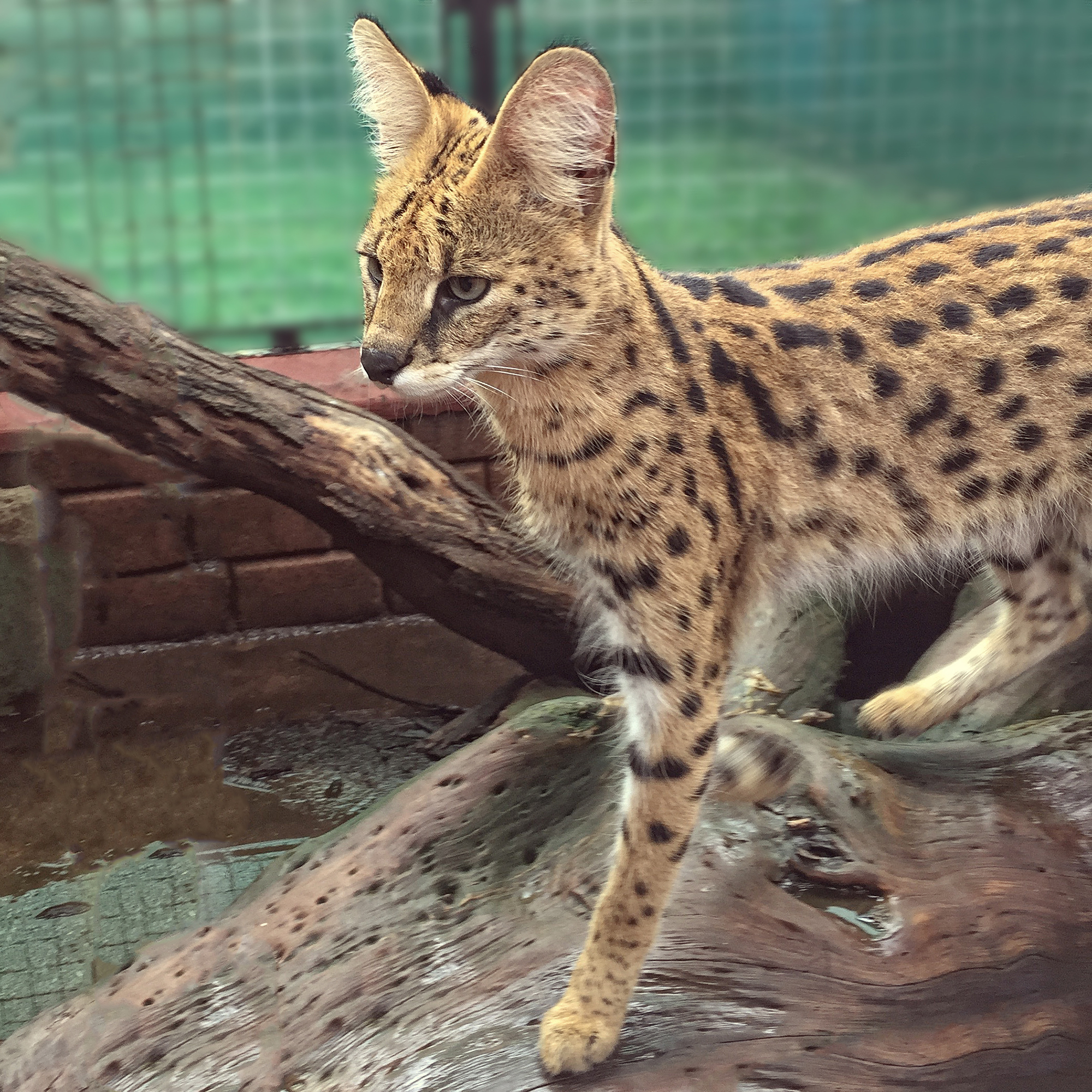 cila serval in a cage animal sanctuary in zimbabwe