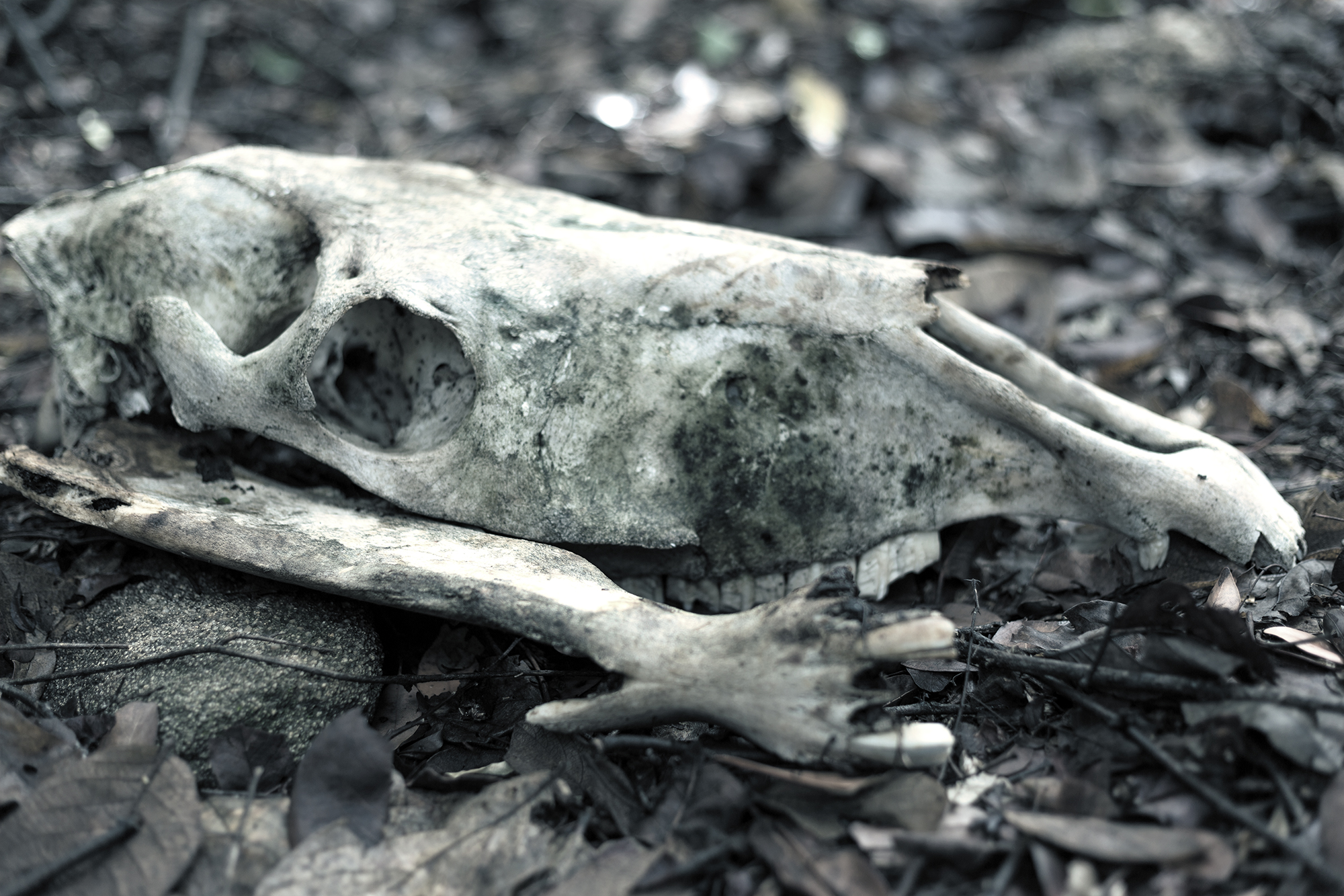gnu skeleton