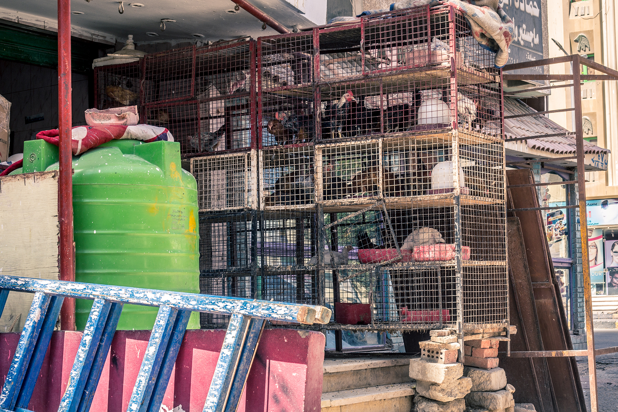 hens in horrible cages