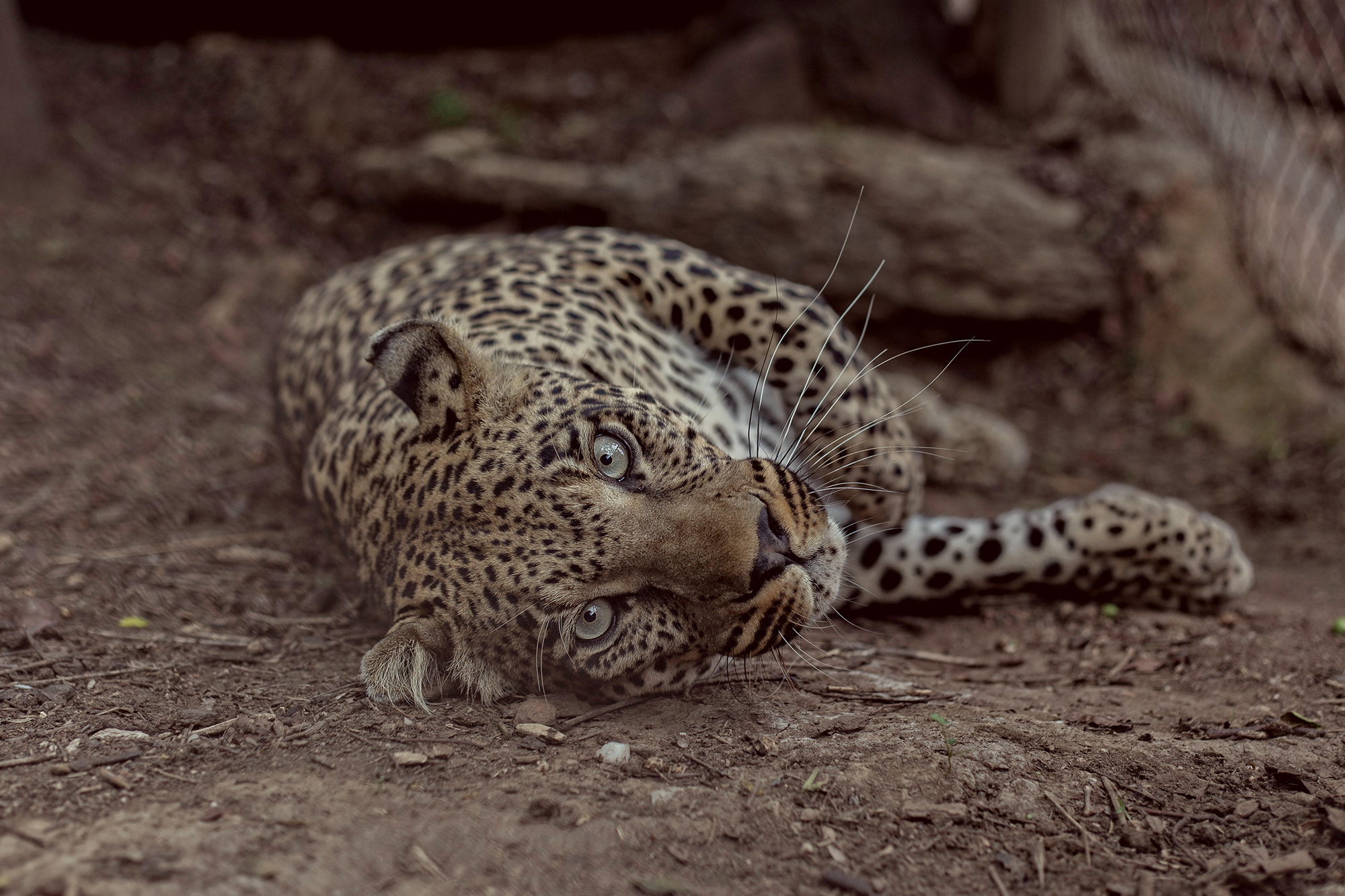 karla leopard looking in the camera animal sanctuary in zimbabwe