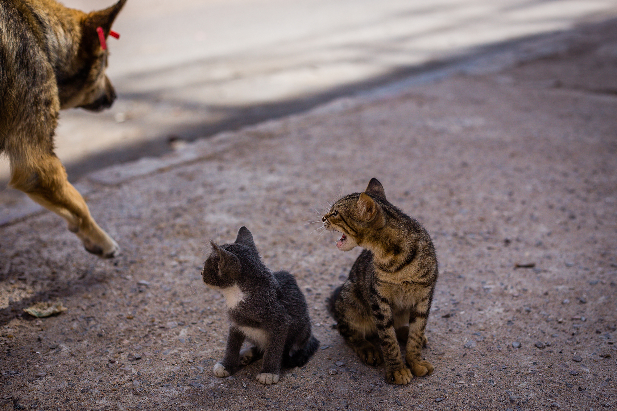 two small kittens screaming at a dog passing by