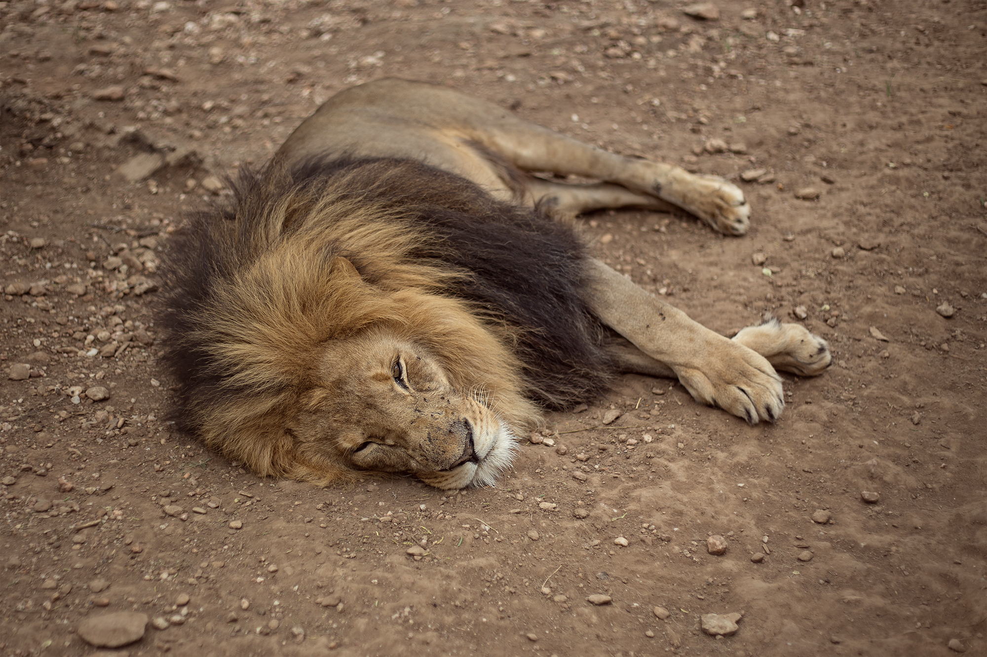 lion sleeping on the ground