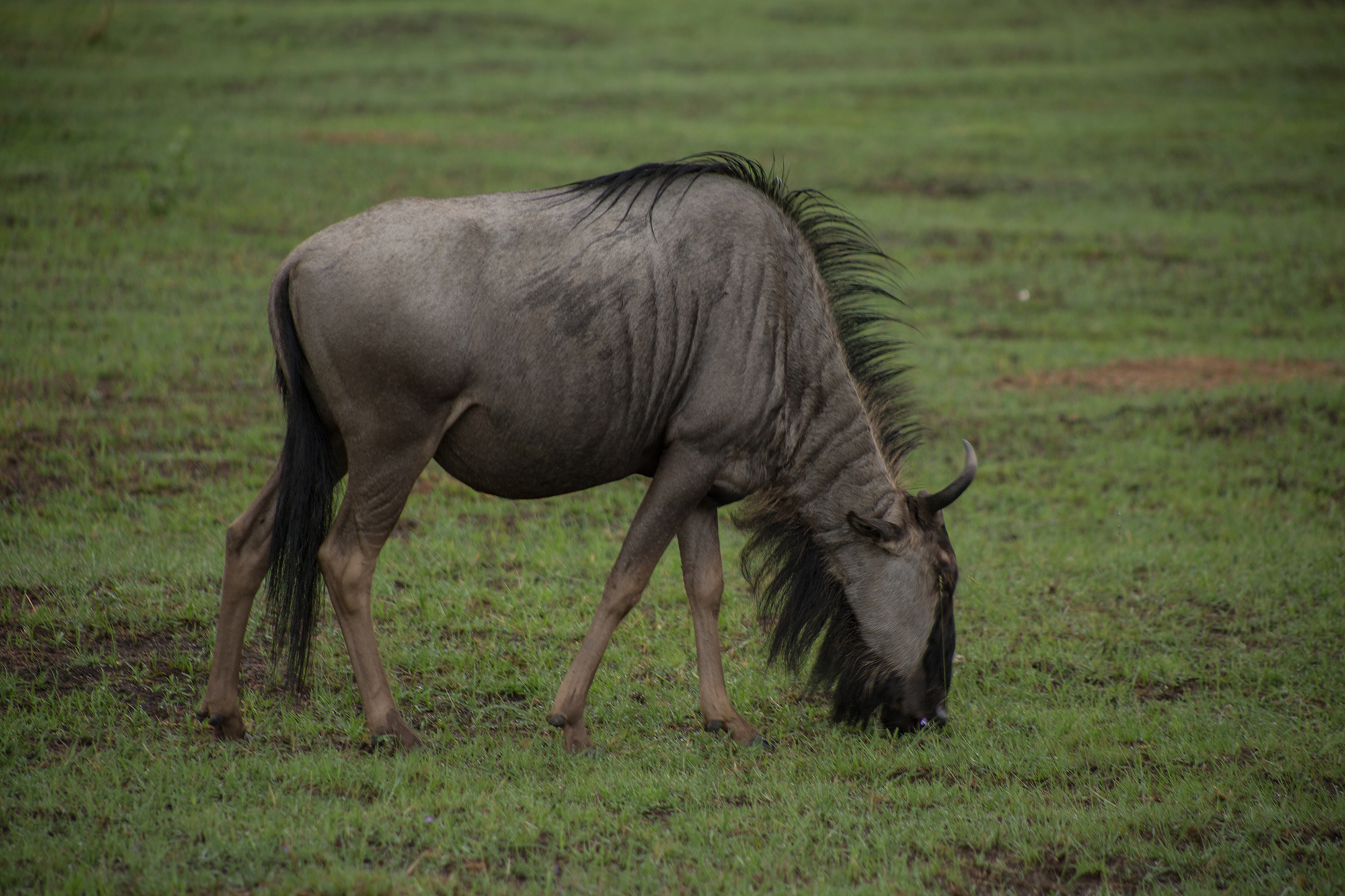 wildebeest in the wild zimbabwe