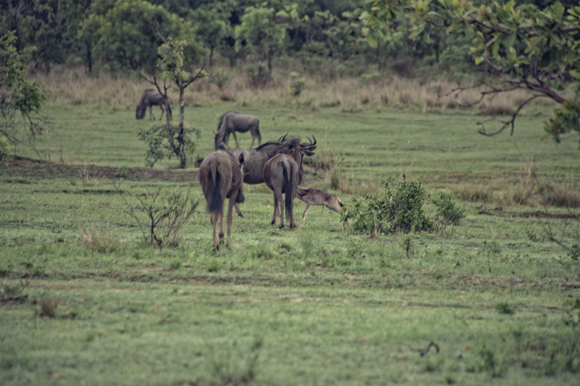 matopos wildebeest family