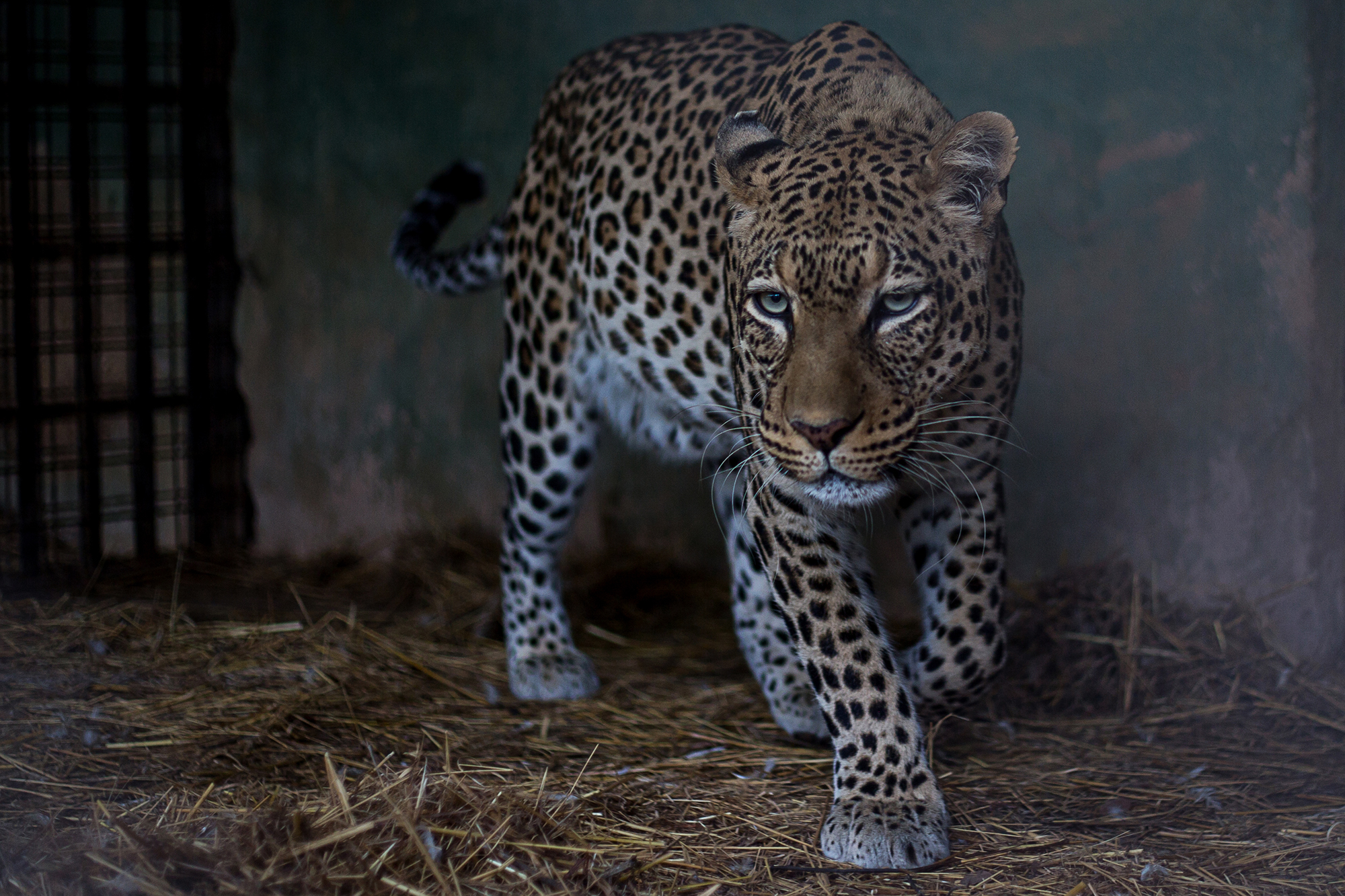 mlilo leopard in a cage chipangali