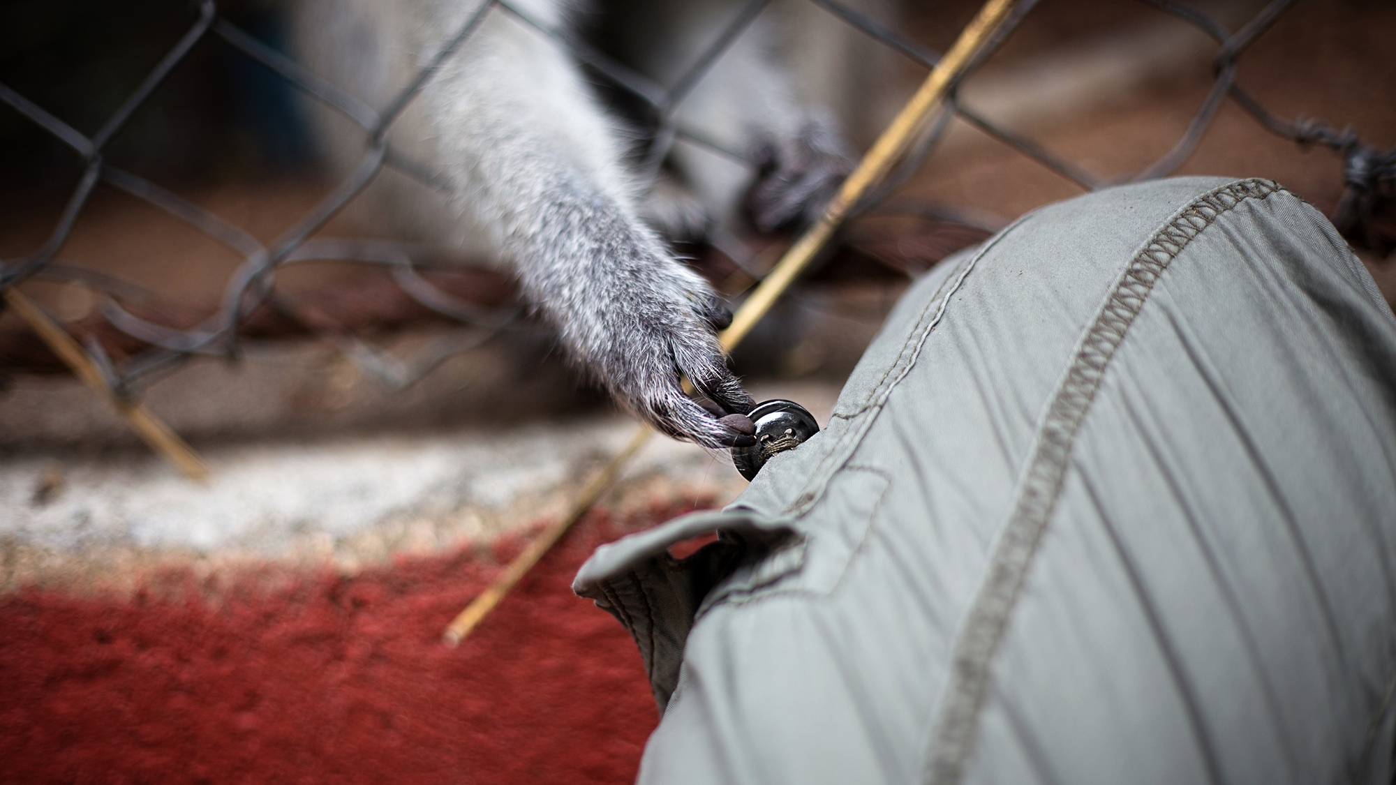 monkey hand touching the volunteer in africa