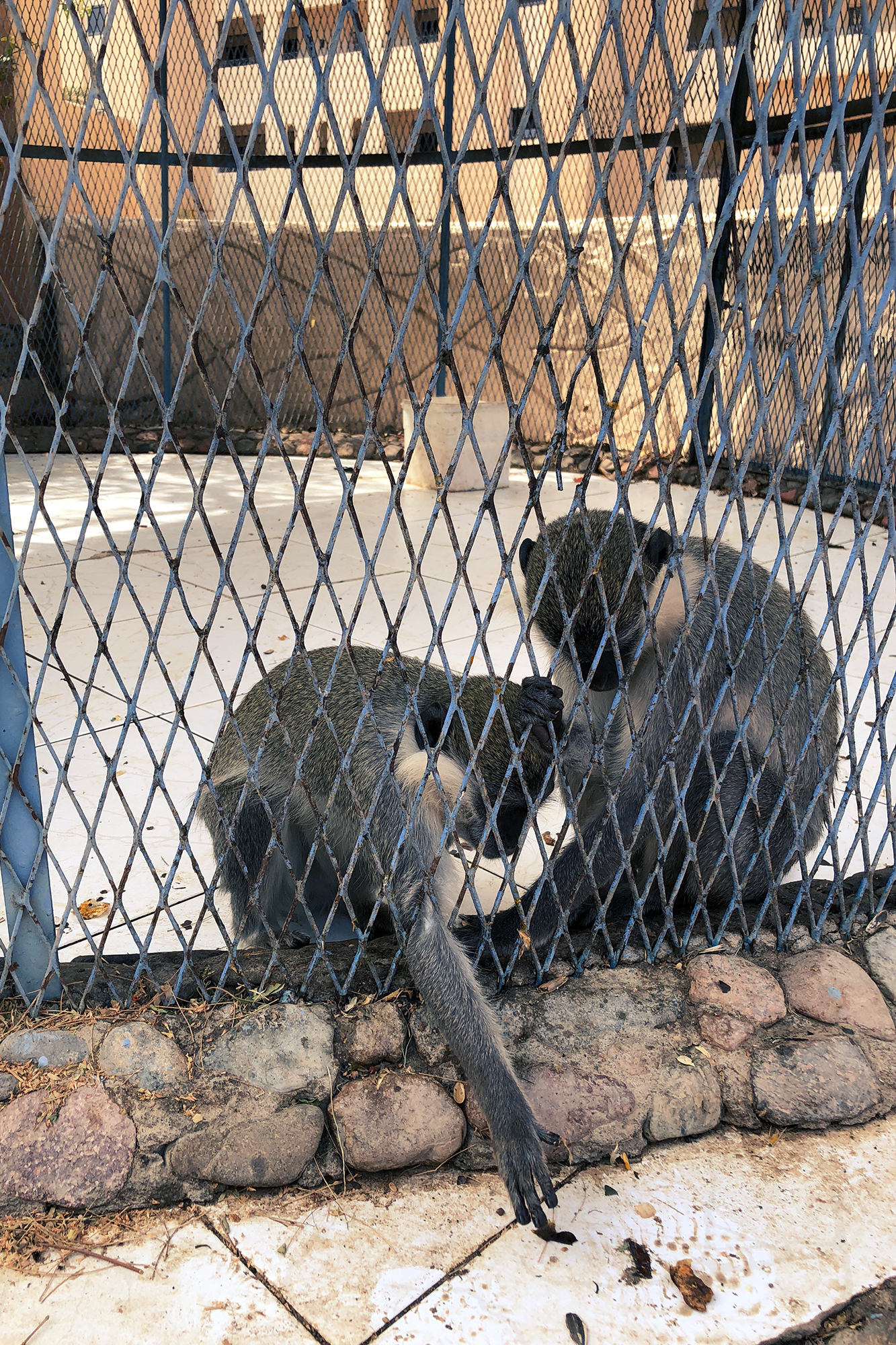 monkeys in a horrible cage