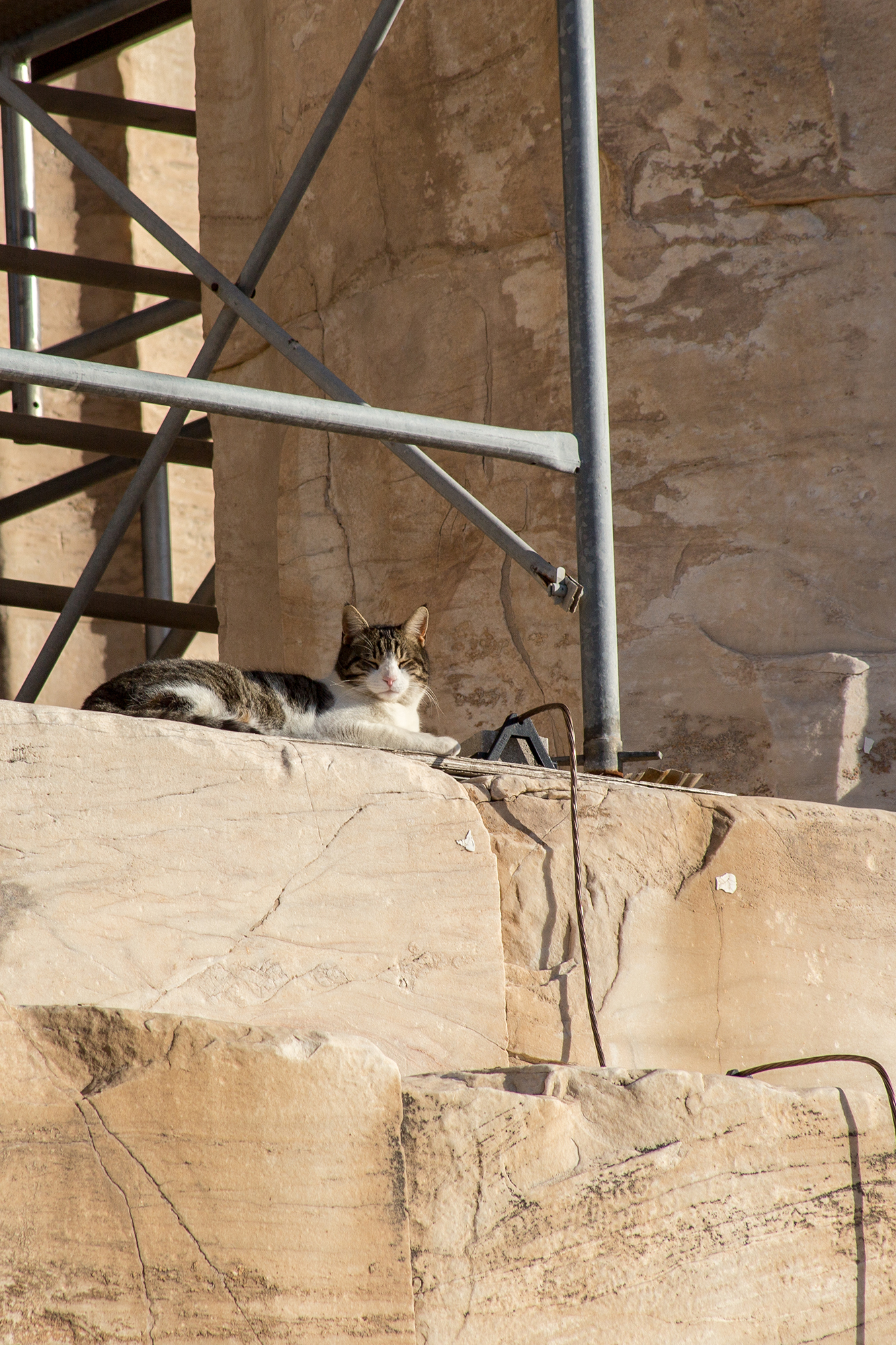 cat is lying on the parthenon