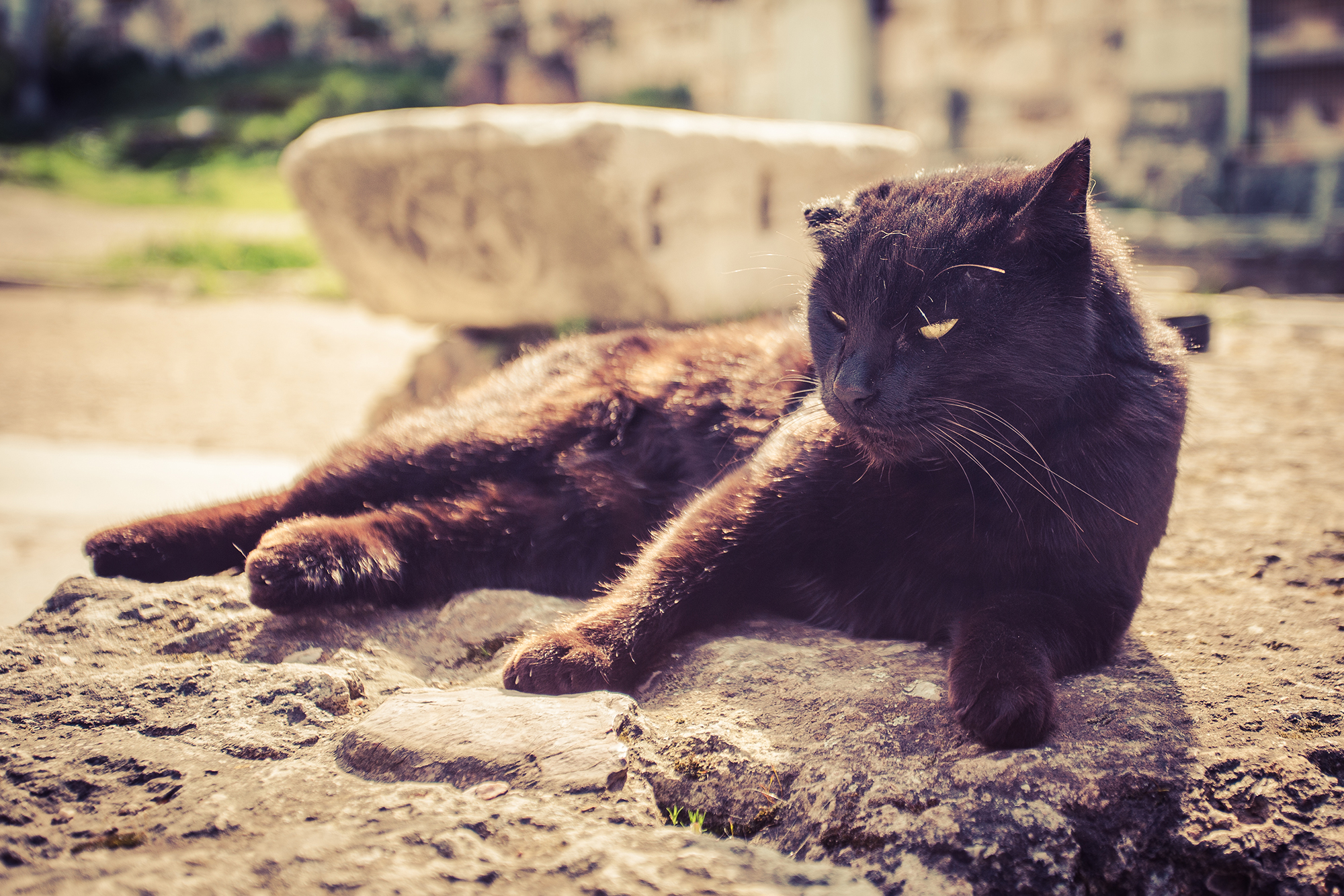 black cat in the sun at ancient agora athens