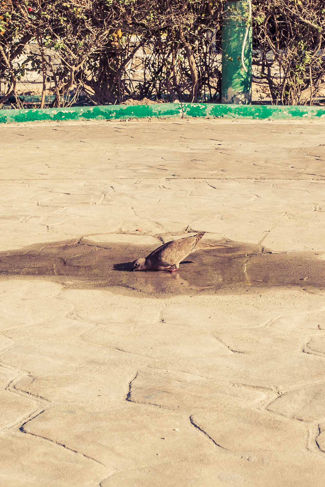 thirsty pigeon drinking in a puss on the street