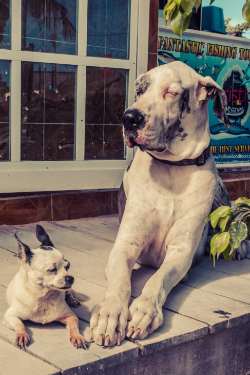 one small dog and one big dog on the porch