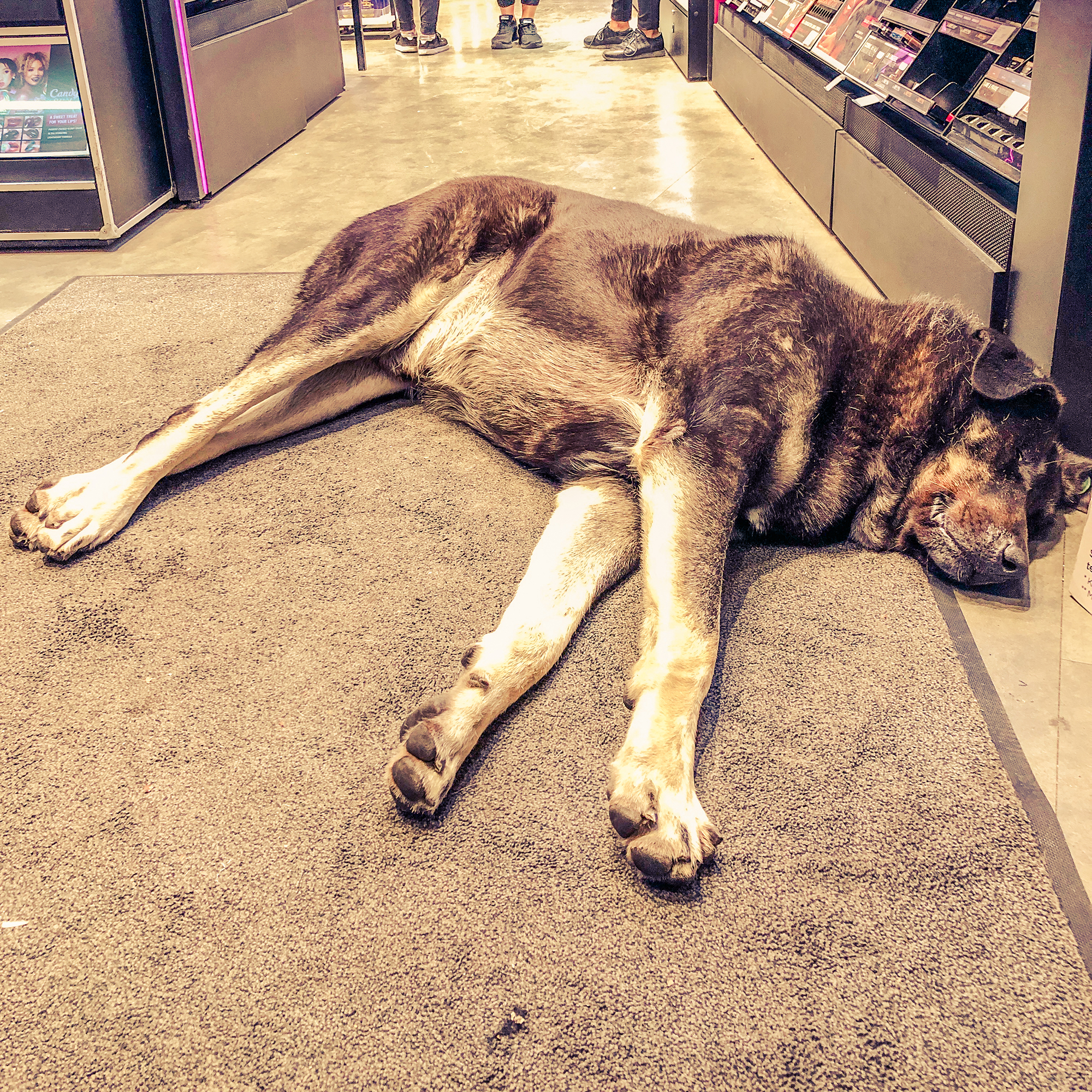 huge dog sleeping in a shop in istanbul