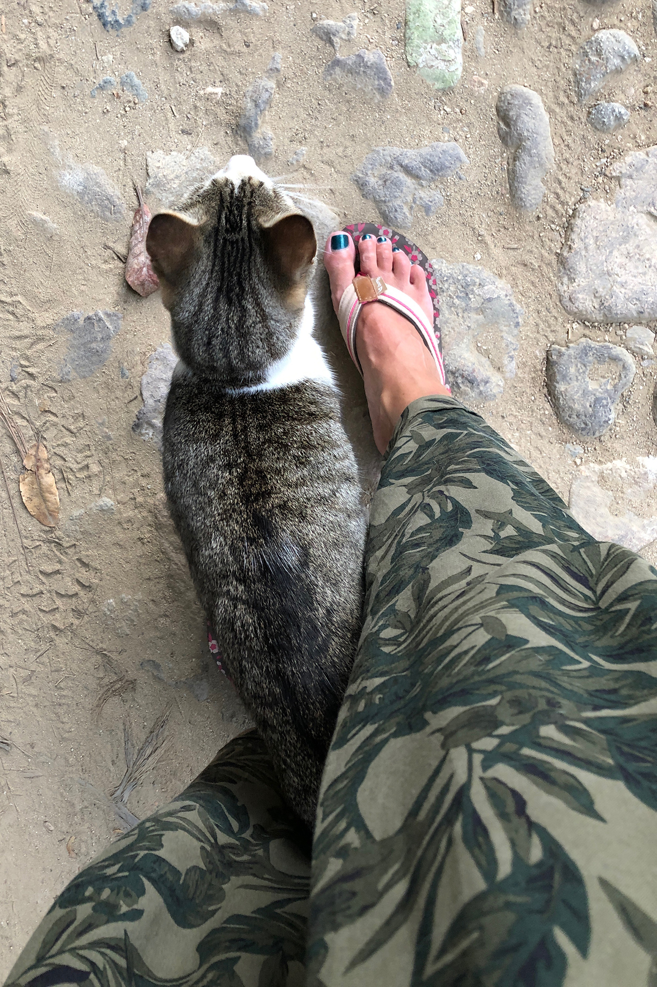 san pancho cat walking between someone's legs