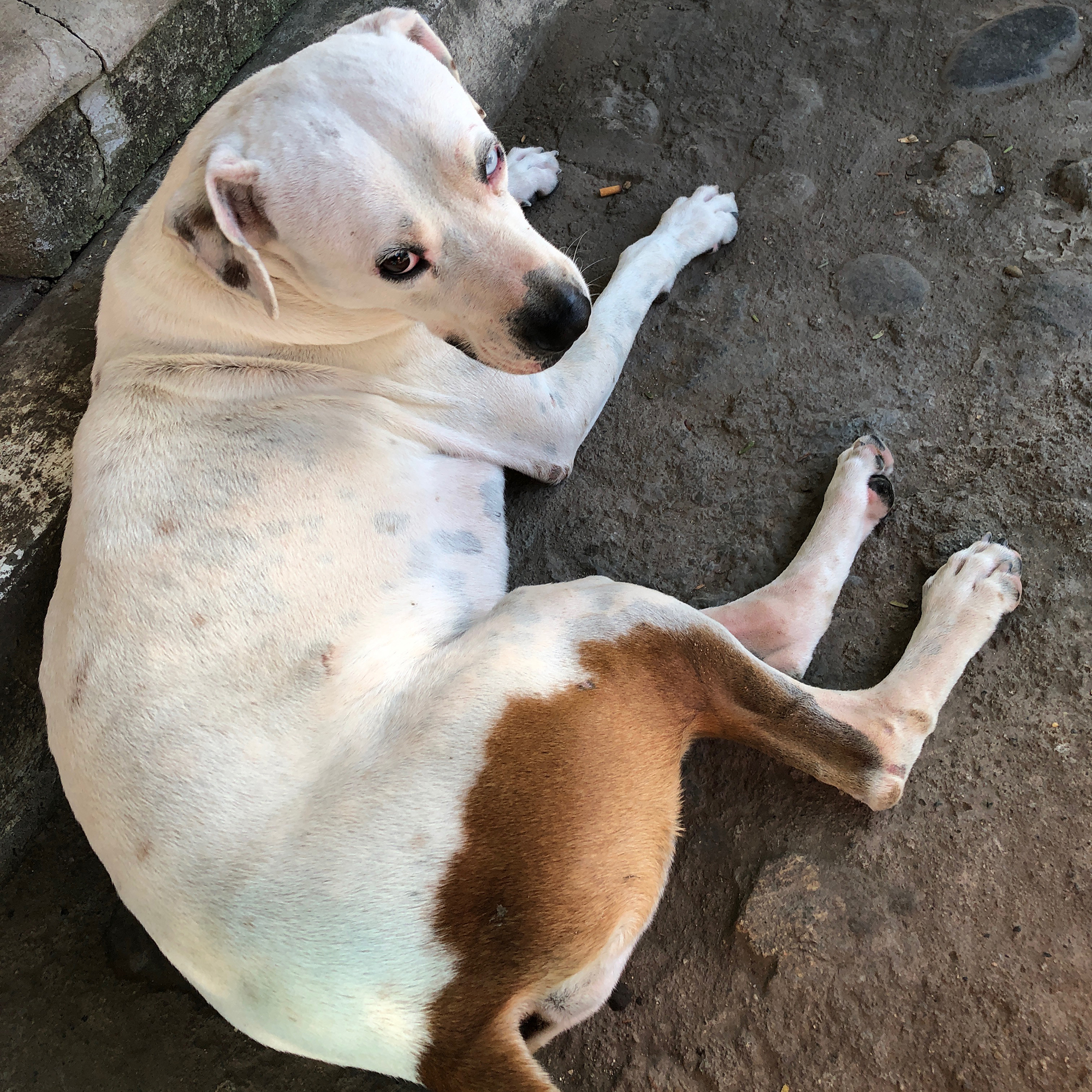 white dog looking up at the camera