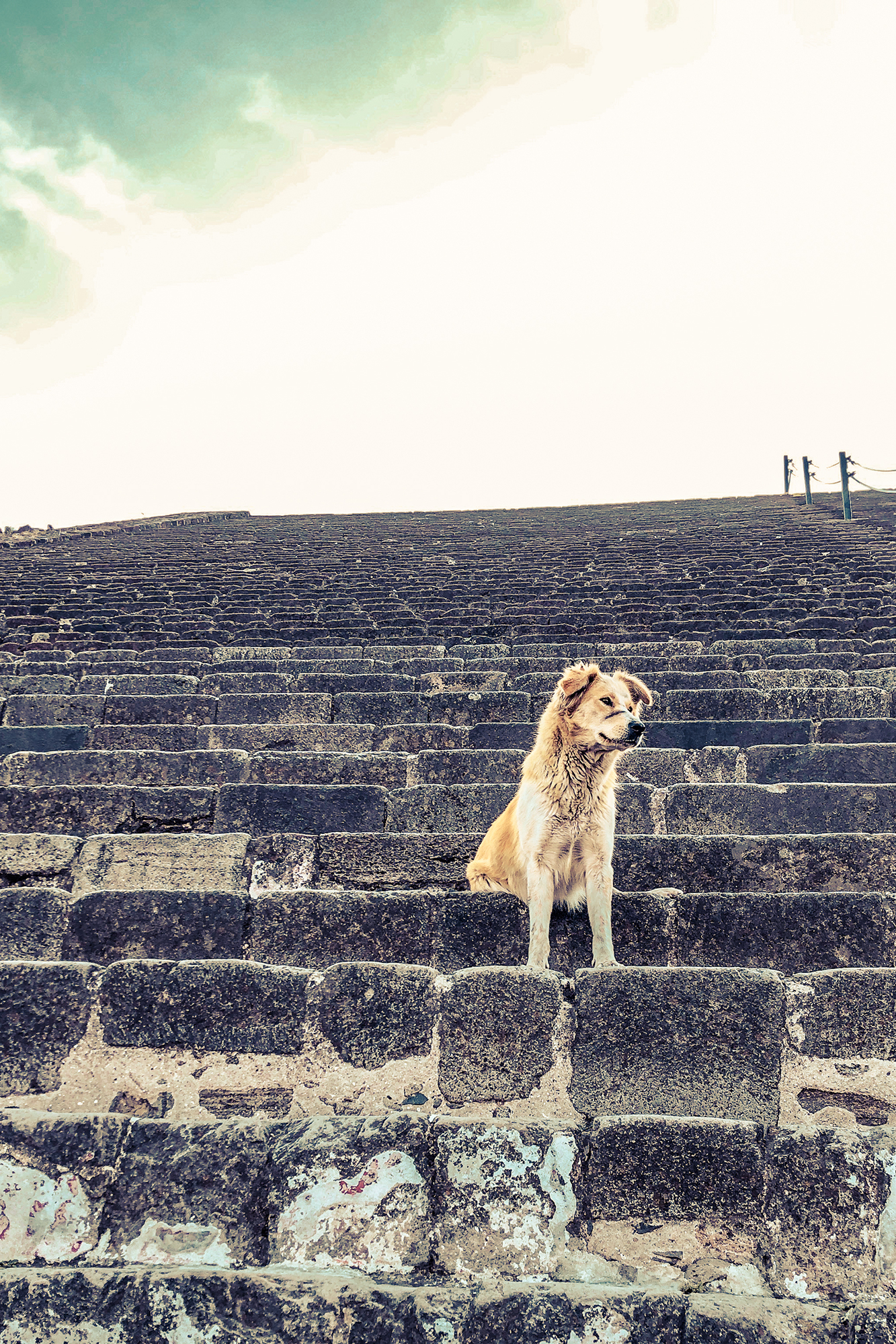 cute dog sitting on a pyramid in teotihuacan