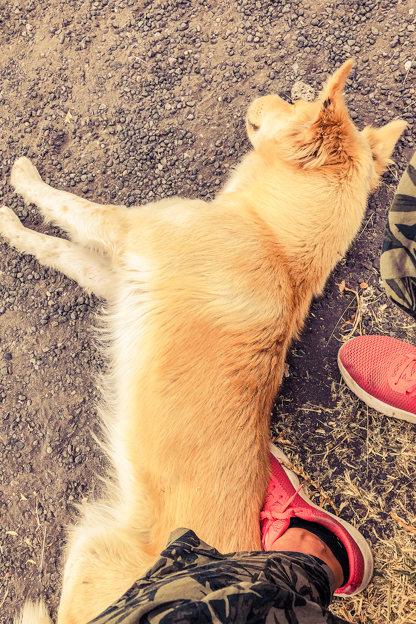 dog lying on a persons foot