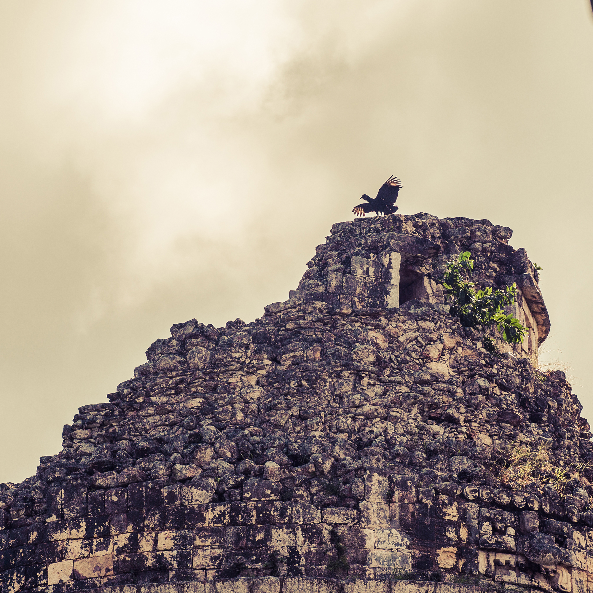 bird spreading its wings on top of osario chichen itza