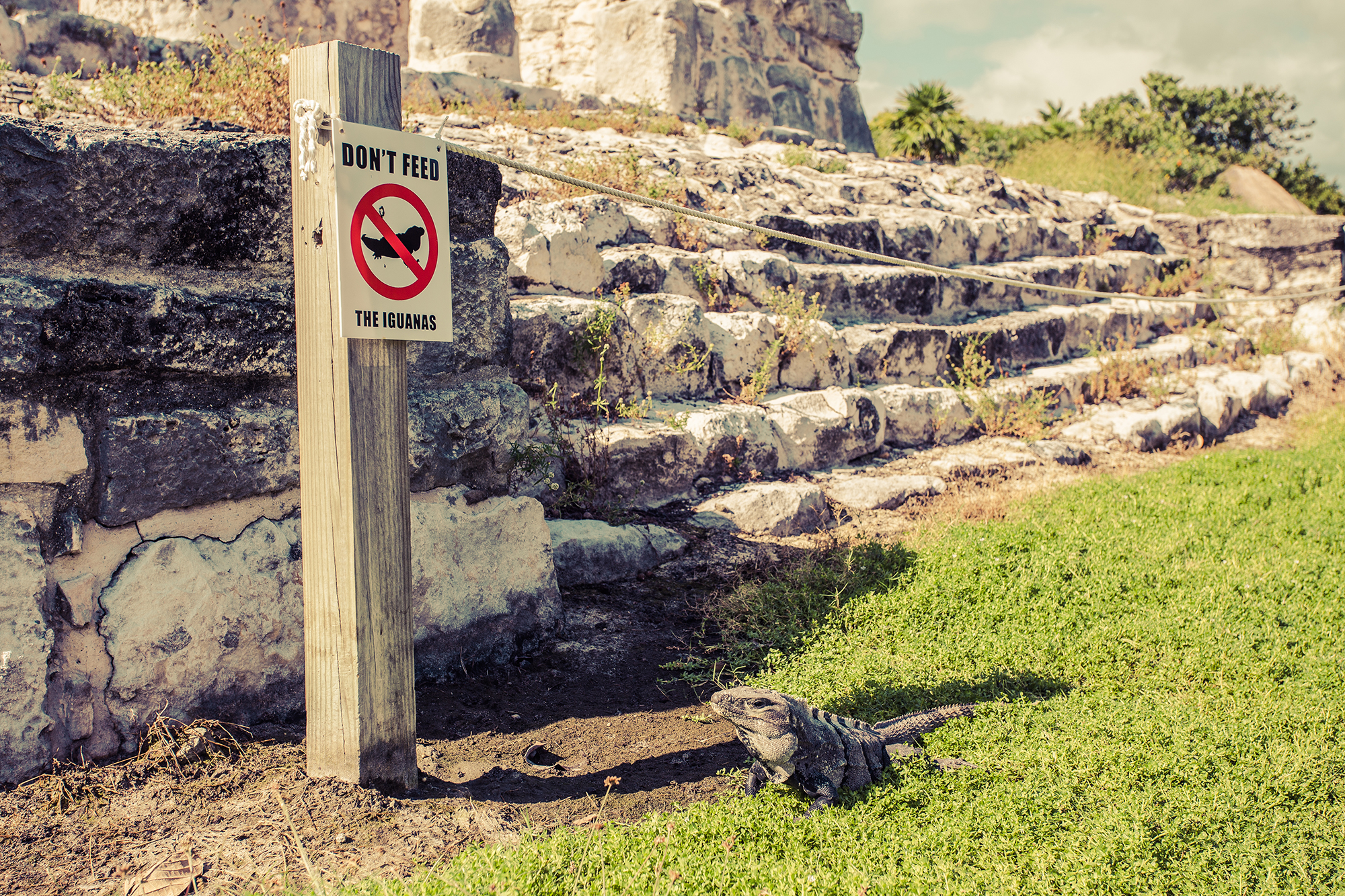 don't feed the iguanas sign iguana