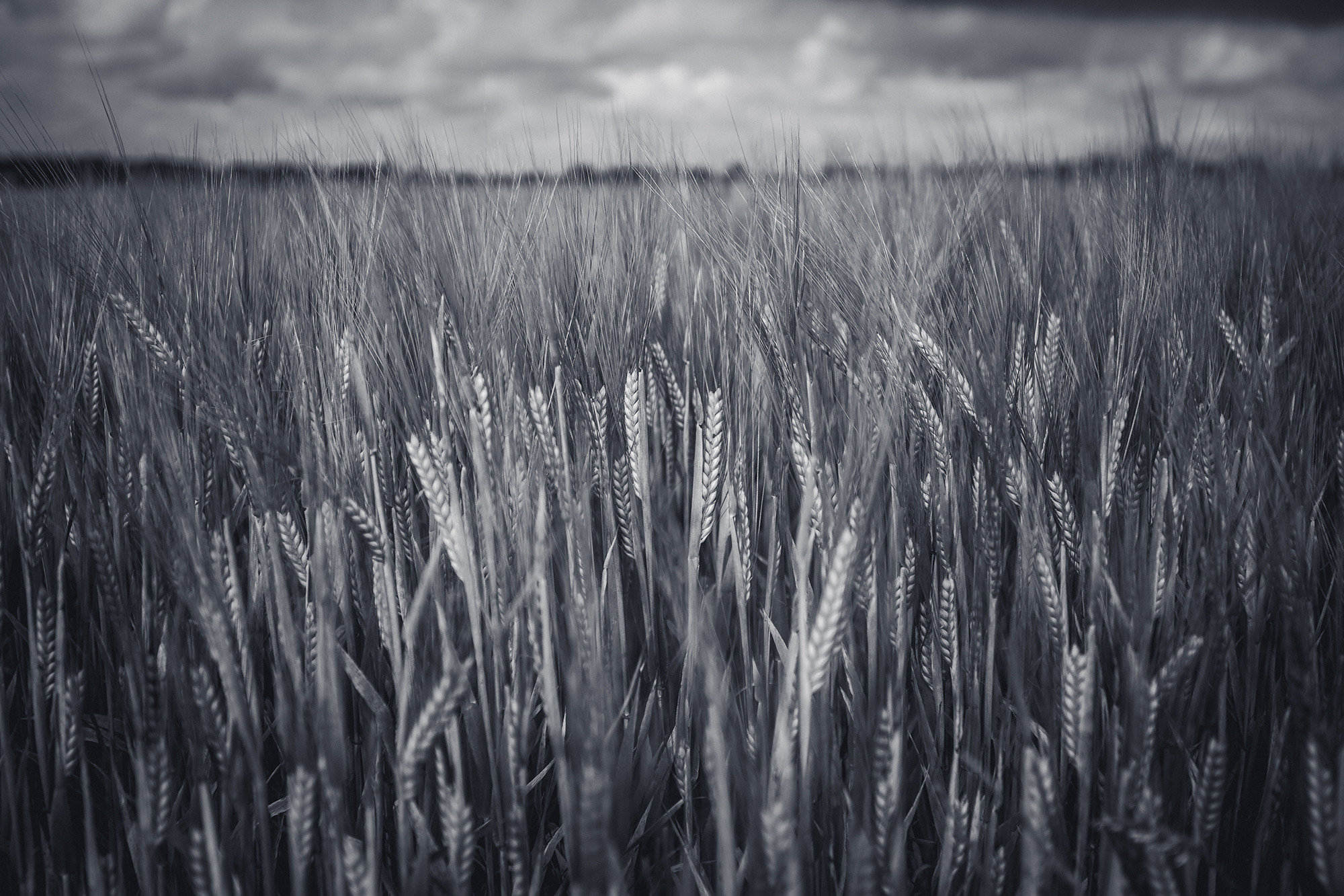 wheat osterlen sweden